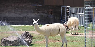 Kayseri'de Hayvanat Bahçesi Ziyarete Açıldı