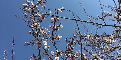 Kayseri’de İlkbaharın Müjdesi Ağaçlar Çiçekler Açtı