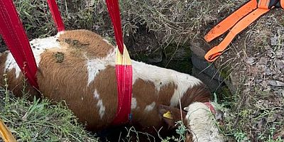 Kayseri’de İtfaiye Ekipleri Kuyuya Düşen Büyükbaş Hayvanı 2 Saatlik Çalışmayla Kurtardı