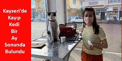 Kayseri'de Kayıp Kedi Bir Ay Sonunda Bulundu