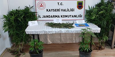 Kayseri'de Kenevir Yetiştiren Şüpheli Jandarma Ekiplerince Yakalandı