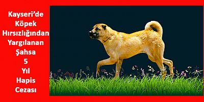 Kayseri'de Köpek Hırsızlığı İddiasına 5 Yıl Hapis