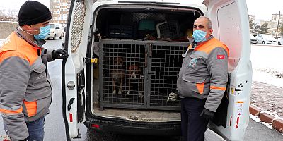 Kayseri’de Metruk Binada Çıkan Yangında 2 Pitbull Kurtarıldı