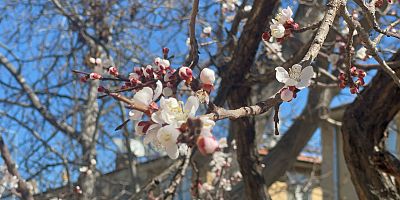 Kayseri’de Meyve Ağaçları Çiçek Açtı