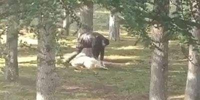 Kayseri’de Parkta ‘Köpeğe Şiddet’ Olayı Şüphelisinin İfadesi Ortaya Çıktı