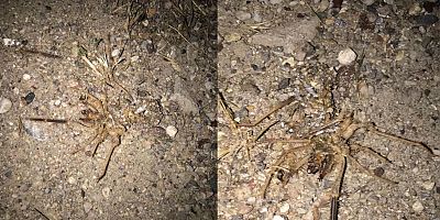 Kayseri'de 'Sarıkız Örümceği' Tedirginliği