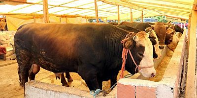 Kayseri’de Satılamayan Kurbanlıkları Et ve Süt Kurumu Alacak