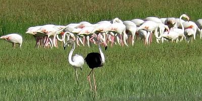 Kayseri'de siyah flamingo görüntülendi