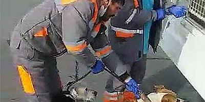 Kayseri'de Sokakta Bulunan Yasaklı Cins 2 Köpek, Bakım Merkezine Götürüldü