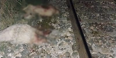Kayseri’de Tren Yoluna Giren Koyunlar Telef Oldu