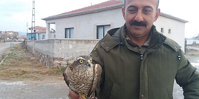 Kayseri'de Yaralı Kerkenez Kuşu Tedavi Altında