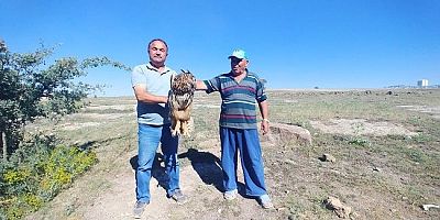 Kayseri'de Yaralı Puhu Tedaviye Alındı