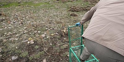 Kayseri'deki Yaralı Kurt Tedavisi Sonrası Doğaya Bırakıldı