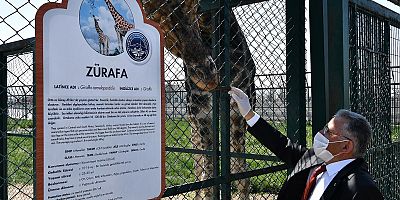 Kayseri’deki Zebra Yavrusuna Dilek İsmi Verildi