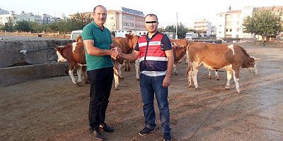 Kayseri’den Çalınan Büyükbaş Hayvanlar Şanlıurfa’da Bulundu