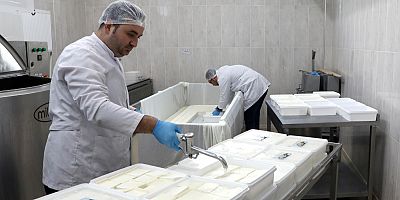 KAYÜ Bağışçılardan Temin Ettiği Sütü Peynir Yaparak Depremzedelere Gönderdi