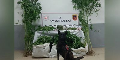 Kenevir Serası Kuran Zehir Tacirleri Yakalandı