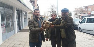 Kızıl Şahinler Tedavi Altına Alındı
