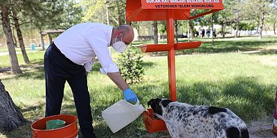 Kocasinan Belediyesi'nden Sokak Hayvanlarına Yem ve Mama Takviyesi