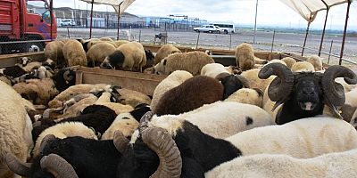 Kocasinan Belediyesi’nin Profesyonel Kurban Hizmeti, Çiftçilerin Takdirini Kazandı
