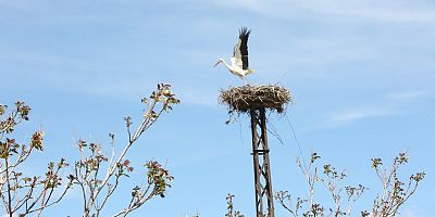Kocasinan Belediyesi’nin Yaptığı Yuvalara Leylekler Yerleşti