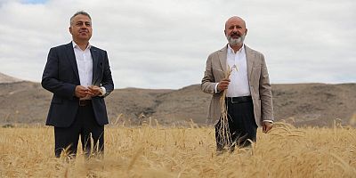 Kocasinan’da 28 Kromozomlu Gacer Buğdayının Hasatı Yapıldı