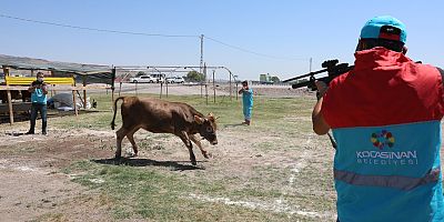 Kocasinan da Kurban Kesim Tatbikatı