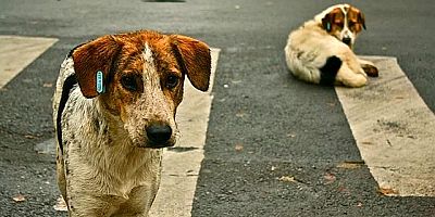 Köpeğe Cinsel Saldırıda Bulunan 60 Yaşındaki Şahıs Gözaltına Alındı