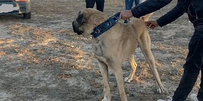 Köpek Dövüştürme Olayında 35 Kişi Suçüstü Yakalandı: 6 Köpek Kurtarıldı