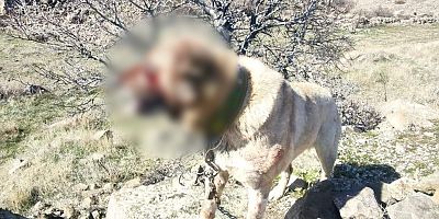 Köpek Dövüşü Organize Eden 12 Kişi Yakalandı