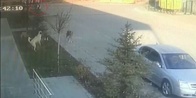 Köpeklerin Kediye Saldırdığı An Kamerada