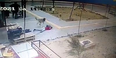Küçük Çocuğa Köpeğin Saldırısı Kamerada