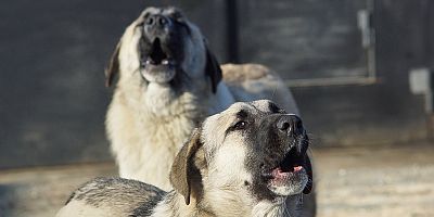 Kuduz Bulaşan Kişi 5 Doz Aşı Yaptırmalı
