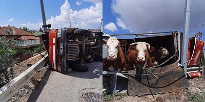 Kurbanlık Taşıyan Kamyonet Devrildi