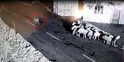 Kurdun Koyun Sürüsüne Saldırısı Kamerada