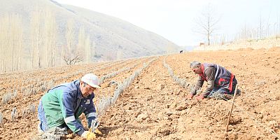 Lavanta Tarlasında Bahar Ekimi Başladı