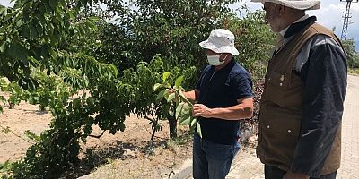 Mahlep Fidanları Aşılama Çalışması Yapıldı