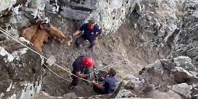 Mahsur Kalan Keçiler Kurtarıldı