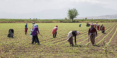Mevsimlik Tarım İşçilerinin Günlük Ücreti 2025 Yılında Yüzde 37,8 Arttı