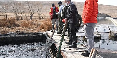 Müdür Şahin, Alabalık Kuluçkahanelerinde İncelemede Bulundu