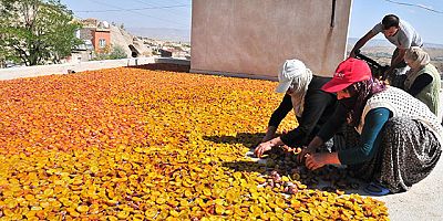 Nevşehir'de Kurutulan Erikler, 4 Ülkeye İhraç Ediliyor