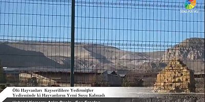 “Ölü hayvanları kesip yediriyorlar”