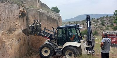 Otlamaya Çıkan İnek, Kayalıklarda Asılı Kaldı