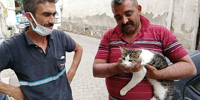 Otomobilin Çarptığı Kedi, Tedaviye Alındı