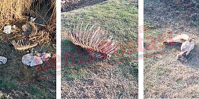 (Özel) Şok görüntüler! Boş arazide at iskeletleri…