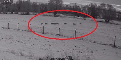 Pınarbaşı’da Kurt Sürüsü Köpeği Öldürdü; Olay Anı Kamerada