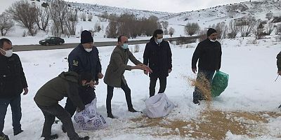 Pınarbaşı'nda Yaban Hayvanlarına Yemleme