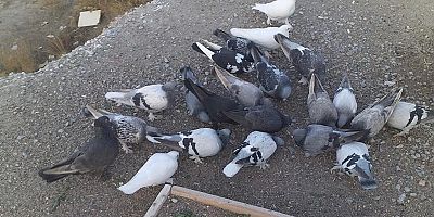 Piyasa Değeri 10 Bin Lira Olan 16 Güvercini Çalındı