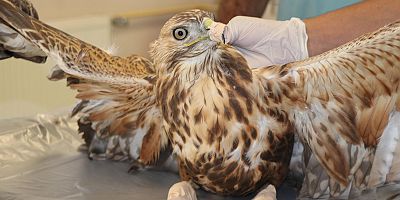 'Şahinlerin, Azaltılması Doğadaki Dengeyi Bozabilir’