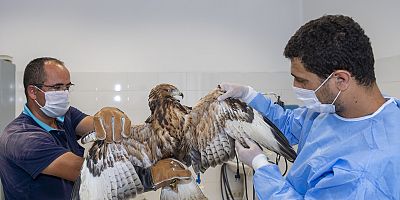 Sahipsiz Hayvanlar Büyükşehir Korumasında
